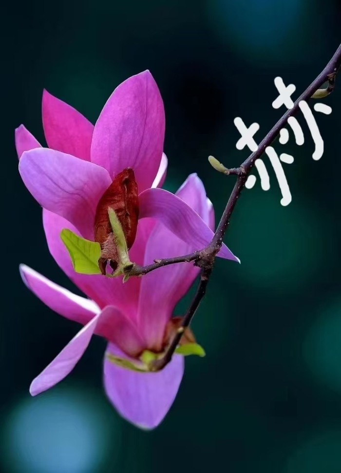 &#27431;&#23453;&#32593;&#23448;&#26041;&#31449;&#20837;&#21475;&#45;&#27431;&#23453;&#40;&#20013;&#22269;&#41;